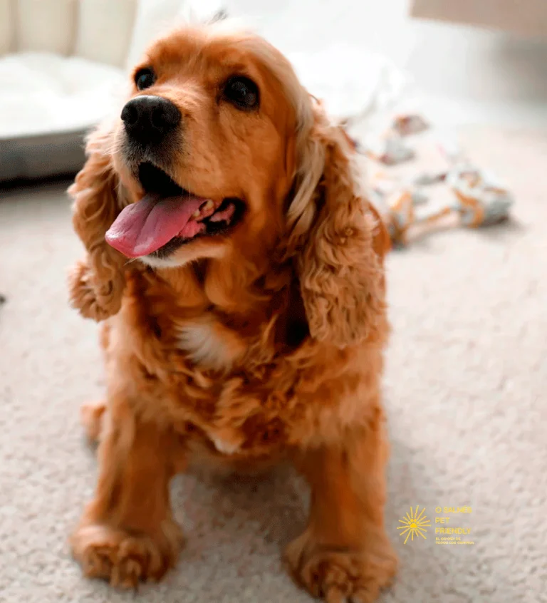 LOGO-CORRECTO-PERRO-PARA-MÓVIL