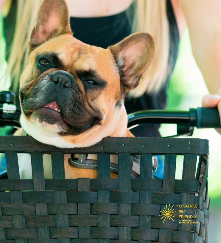 LOGO-CORRECTO-PORTADA