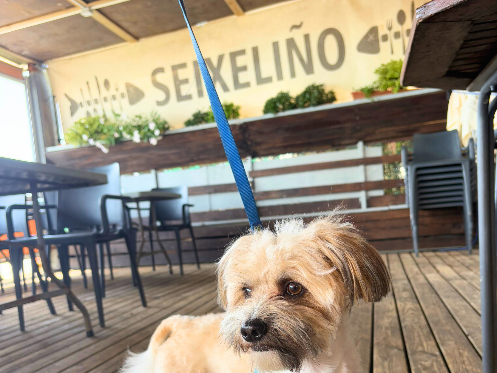 seixeliño-4